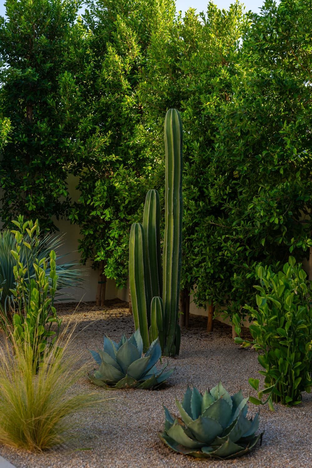 Ocotillo — cactus garden