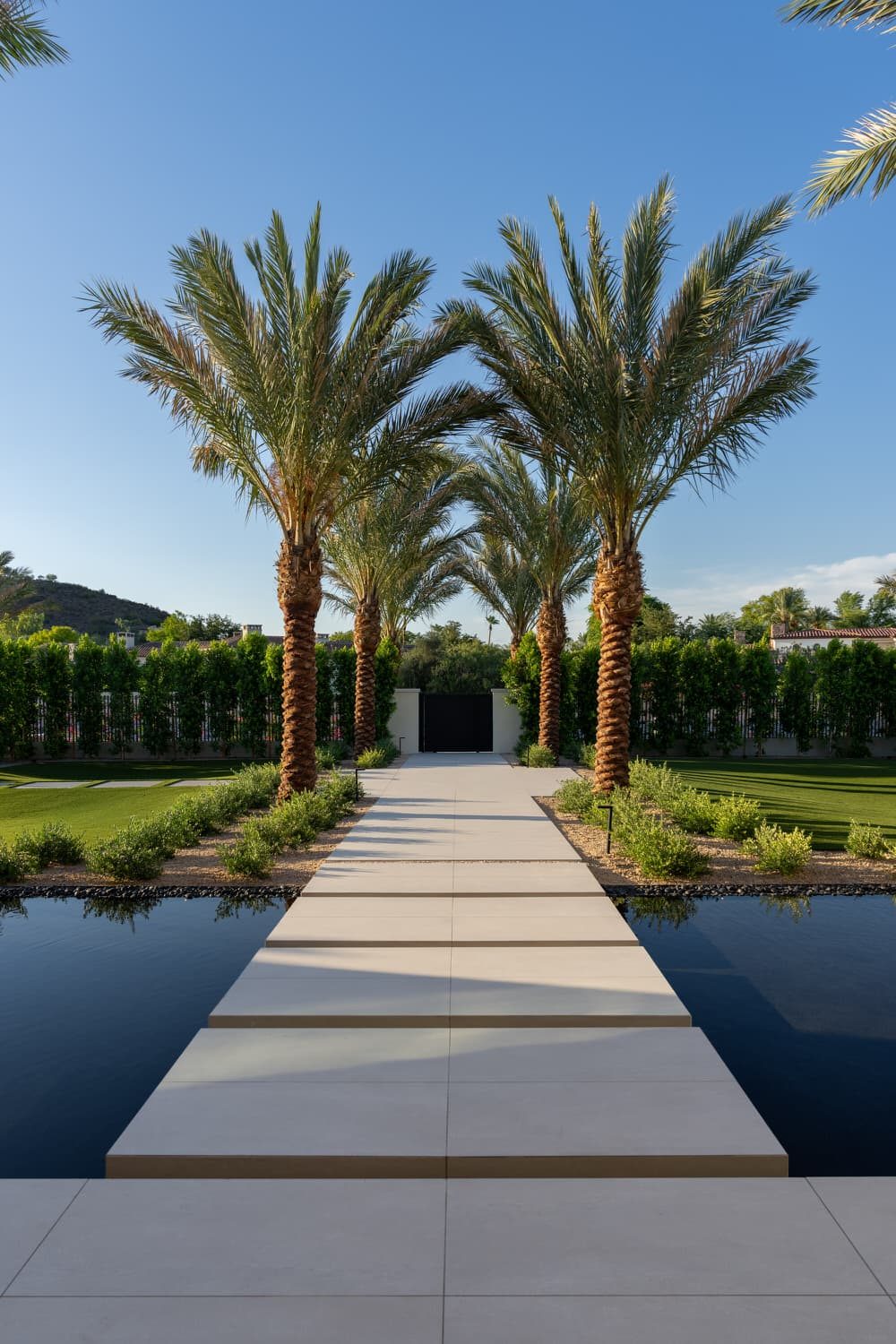 Ocotillo — palms along the path